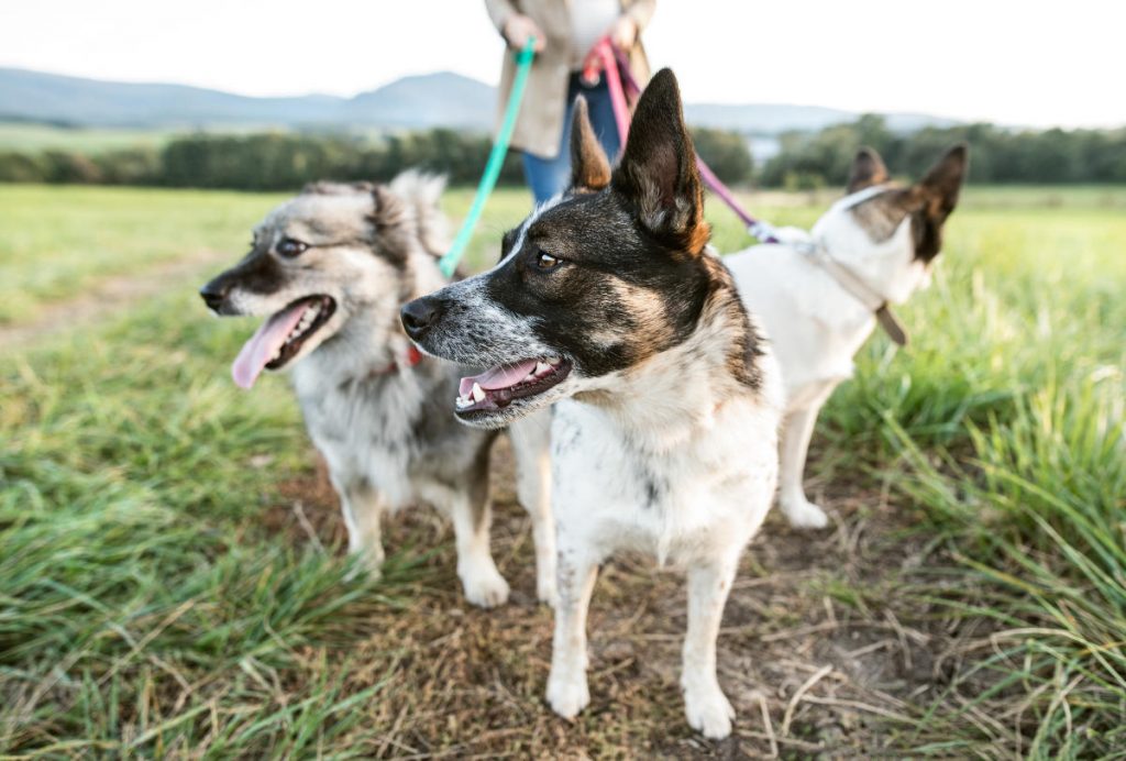 Young woman on a walk in the countryside with three small dogs on leads